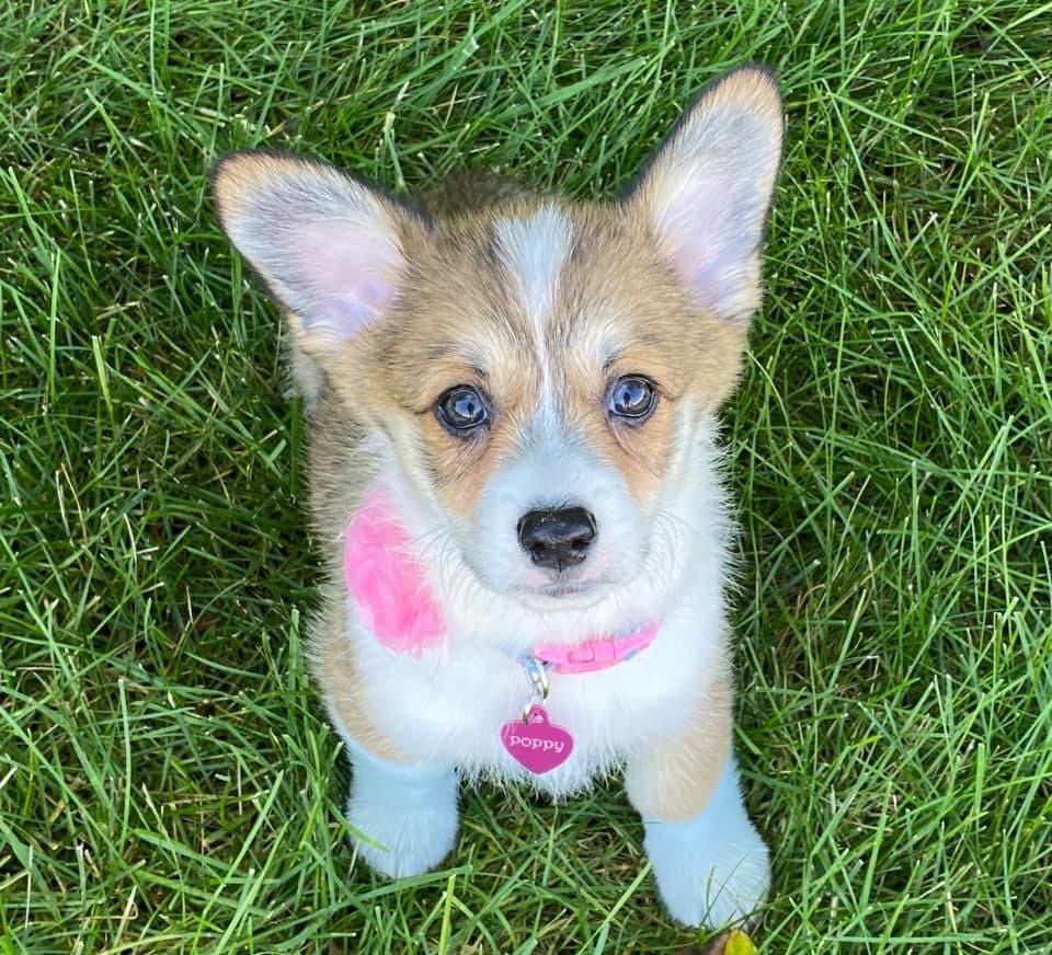 Poppy, submitted by Heather Winfrey-Richman